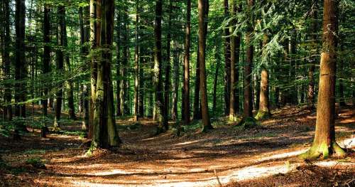 Cette forêt française millénaire est menacée par le rachat d’un exploitant forestier