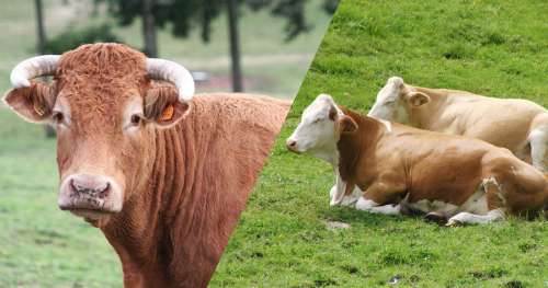 QUIZ : Saurez-vous identifier ces races de vaches françaises ?