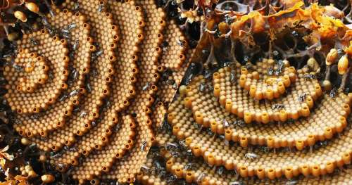 Les ruches en spirale de ces abeilles prouvent que la nature est le meilleur des architectes