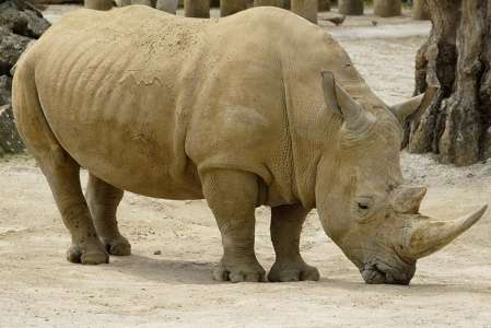 Loups, lions, girafes… Nos enfants ne verront sans doute jamais ces animaux emblématiques