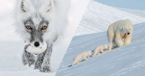 Contemplez ces animaux qui peuplent l’Arctique avant qu’ils ne disparaissent