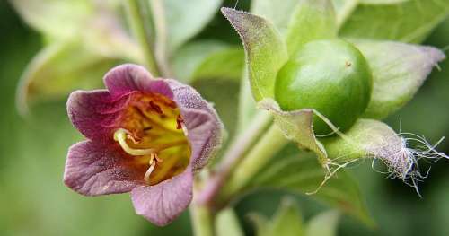 La Belladone, une plante aux vertus médicinale reconnues qui peut aussi vous tuer