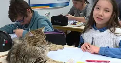 Dans le Vaucluse, cette école est ouverte aux chats pour réduire le stress des élèves