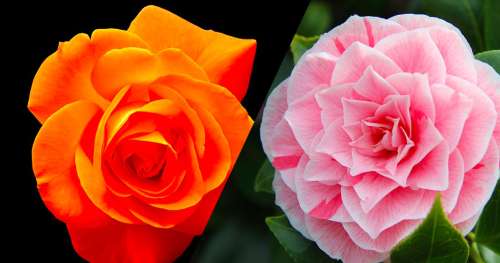 QUIZ : Que symbolisent ces fleurs ?