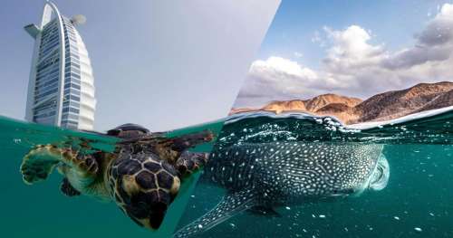 Passionné par la photographie et la plongée, il capture la magnificence du monde sous-marin