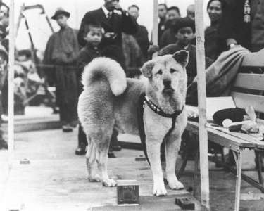L’histoire touchante d’Hachiko, le chien qui a attendu son défunt maître pendant 9 ans