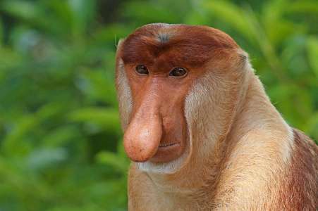 Chez cette espèce de singe, plus le mâle a un gros nez, plus il plaît aux femelles