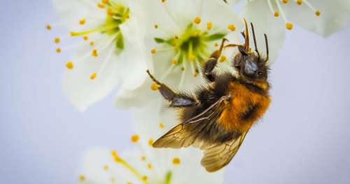 9 gestes à votre portée pour sauver les abeilles de la disparition