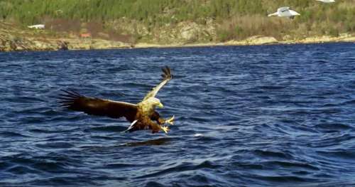 Découvrez le grand aigle des mers, ce rapace majestueux et redoutable