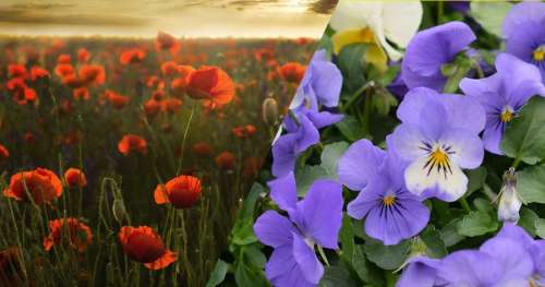 QUIZ : Reconnaîtrez-vous ces fleurs qui poussent dans nos campagnes ?