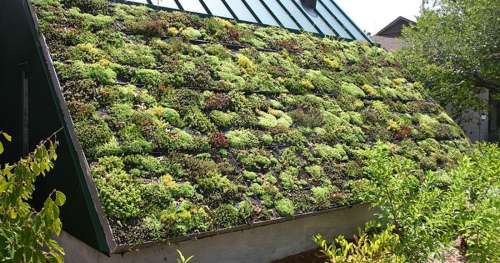 5 bonnes raisons de se mettre à la mode des toits végétalisés