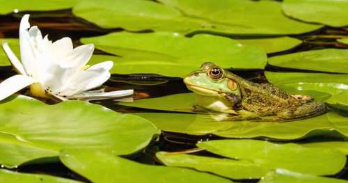 Drôles de grenouilles : ce reportage décrit les comportements insolites des batraciens