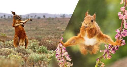 24 animaux aux postures hilarantes photographiés au moment parfait