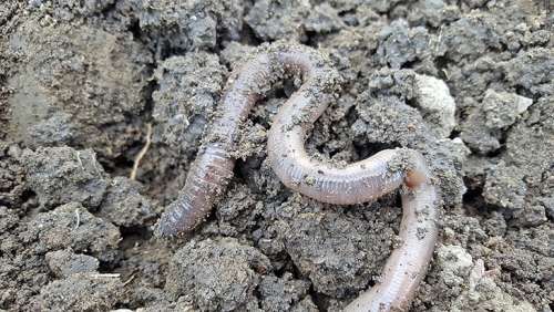 Ces vers géants importés de Chine envahissent nos jardins et déciment la biodiversité française