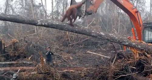 Des images insoutenables : cet orang-outan affronte le bulldozer qui décime sa forêt