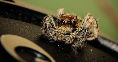 Ne tuez surtout pas les araignées dans votre maison : elles sont utiles à votre bien-être