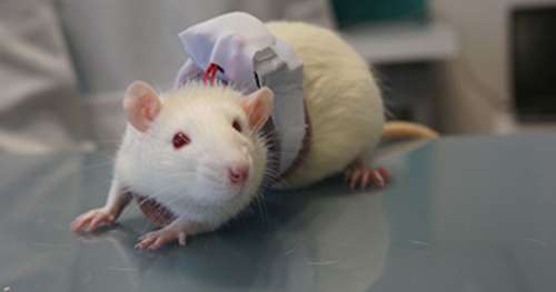 Des Français ont élaboré un gilet ingénieux qui diminue les souffrances des rats de laboratoire