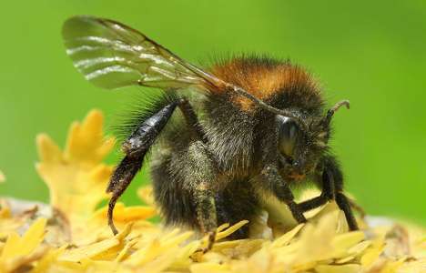 La capacité d’apprentissage des abeilles dépasse tout ce que les chercheurs avaient envisagé