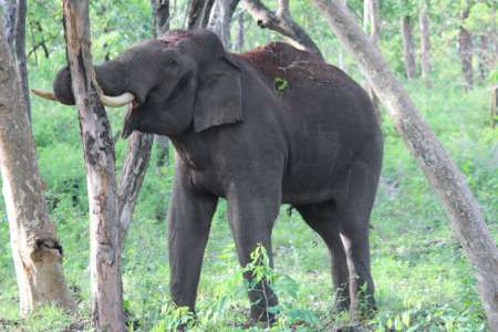 Voici pourquoi la disparition des éléphants est catastrophique pour la préservation des forêts