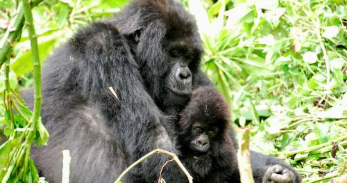 Primatologue de renom, Dian Fossey a consacré sa vie entière à la protection des gorilles