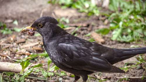 Pourquoi la disparition des oiseaux est un véritable désastre ?