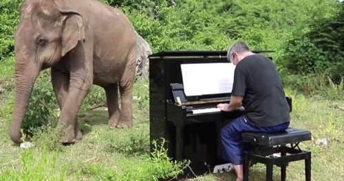 Ce pianiste apaise les éléphants aveugles en leur jouant de sublimes mélodies