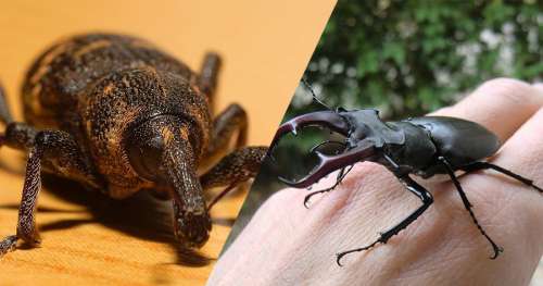 QUIZ : Arriverez-vous à nommer ces insectes ?