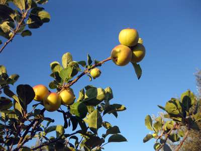 Luttez contre le gaspillage alimentaire en revendant la production de votre jardin