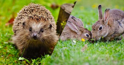 7 animaux communs en France que vos petits-enfants ne connaîtront probablement jamais