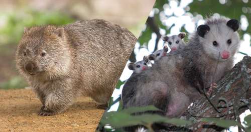 QUIZ : Arriverez-vous à nommer ces animaux endémiques de l’Australie ?