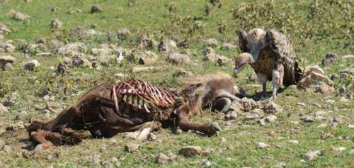 Les vautours sont en danger d’extinction et c’est une très mauvaise nouvelle pour l’être humain