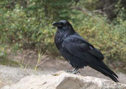 Les corbeaux épatent encore plus les chercheurs en créant des outils à partir de plusieurs objets