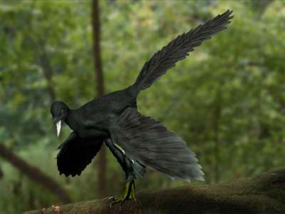 Le chaînon manquant entre oiseaux et dinosaures vient enfin d’être découvert : voici l’archéoptéryx