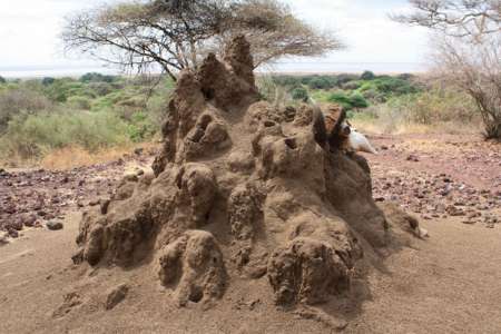 Ces termites femelles et asexuelles ont créé des sociétés sans mâles