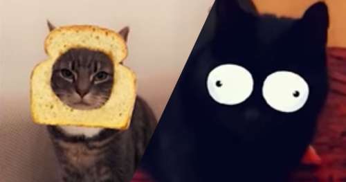 Votre chat a désormais droit à ses propres filtres sur Snapchat grâce à une fonctionnalité hilarante