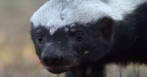 Ce petit animal est si agressif qu’il est craint par les plus grands prédateurs de la savane