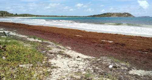 Les sargasses sont un fléau aux Antilles, il existe pourtant des façons bénéfiques de les combattre