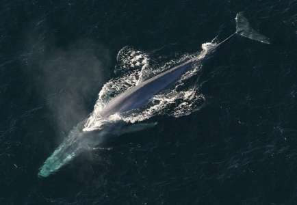 Cette intelligence artificielle écoute les océans afin de nous aider à protéger les baleines