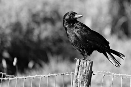 Mais pourquoi certains corbeaux s’accouplent-ils avec le cadavre de leurs congénères ?