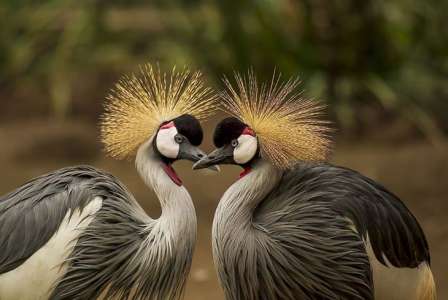 Les oiseaux mâles peuvent posséder un beau plumage ou un beau chant, mais pas les deux en même temps