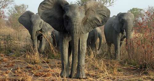 Les éléphants sont tellement massacrés pour leur ivoire qu’ils naissent désormais sans défenses