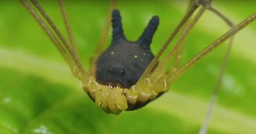 Cet étrange animal n’est ni une chauve-souris ni une araignée : découvrez le faucheux lapin