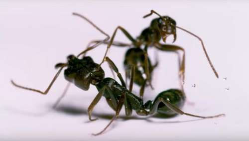 Ces fourmis terrifiantes décapitent leurs victimes afin de collectionner leurs têtes