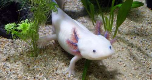 L’axolotl, cet animal vénéré par les Aztèques qui a le potentiel de guérir de nombreuses maladies