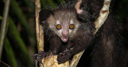 L’aye-aye, ce primate énigmatique menacé à cause des superstitions des hommes