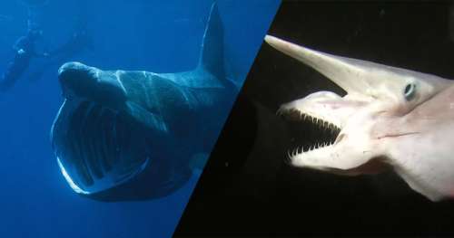 6 espèces de requins qui semblent venir d’une autre planète