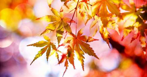 Pourquoi les feuilles changent-elles de couleur au gré des saisons ?