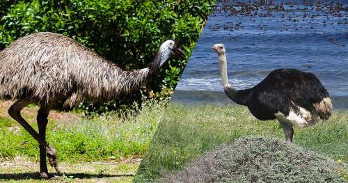 Découvrez les 6 plus gros oiseaux de la Terre