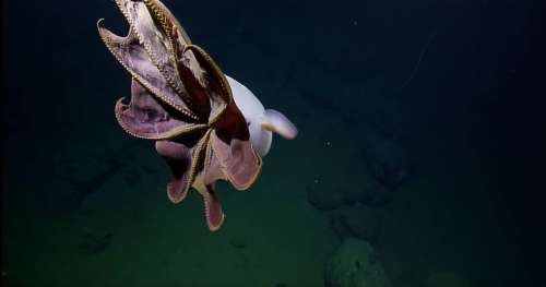 Admirez ces magnifiques images de la rarissime pieuvre Dumbo