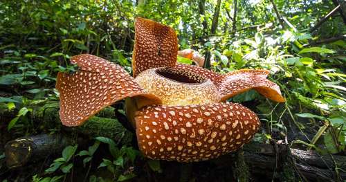 1 mètre de diamètre, 10 kilos et une odeur de cadavre : découvrez la plus grande fleur du monde